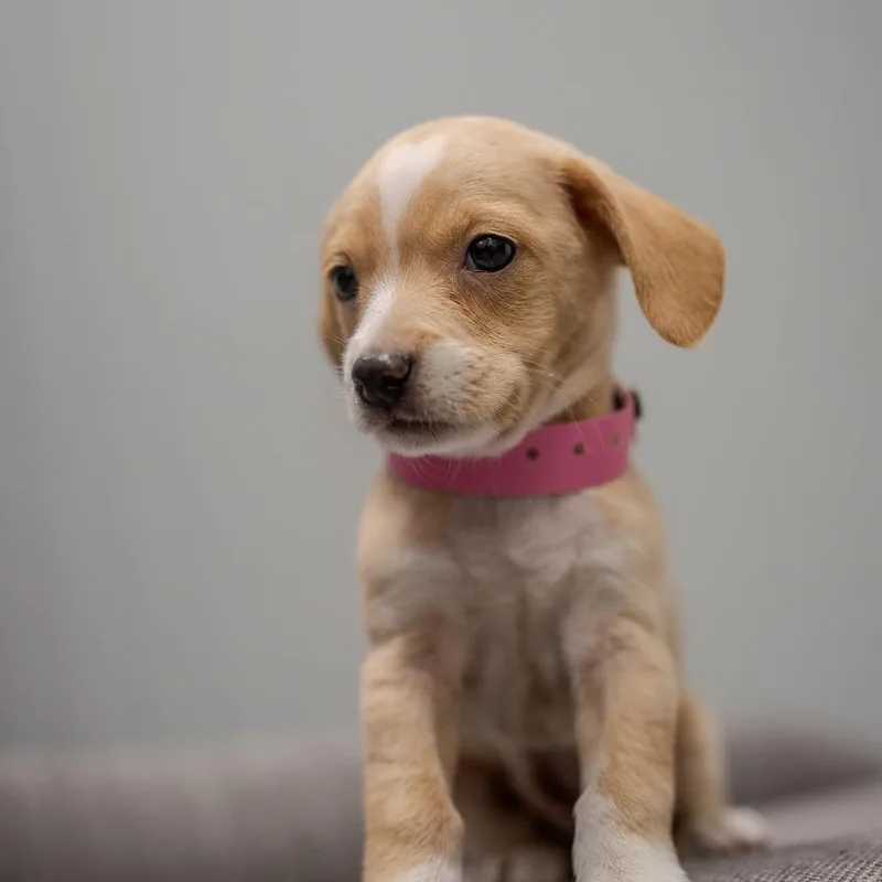 Zoey thumbnail 2