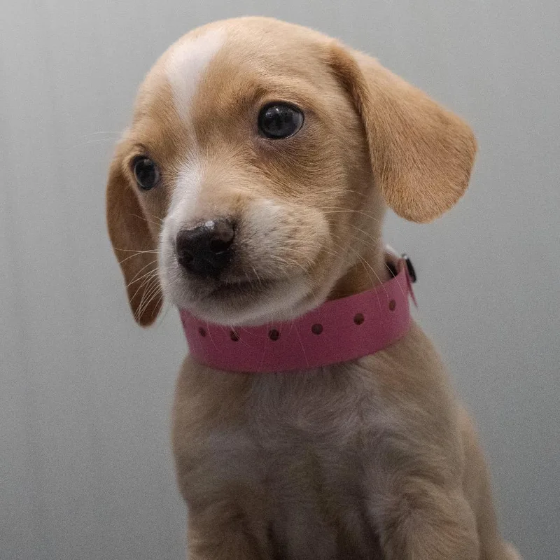 Zoey thumbnail 4