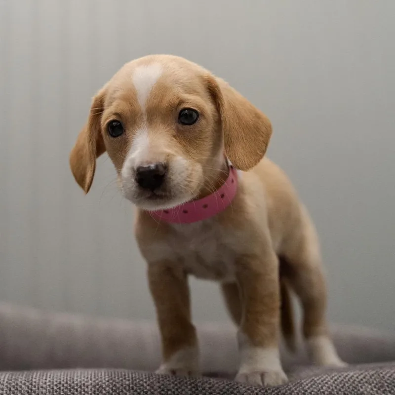 Zoey thumbnail 5