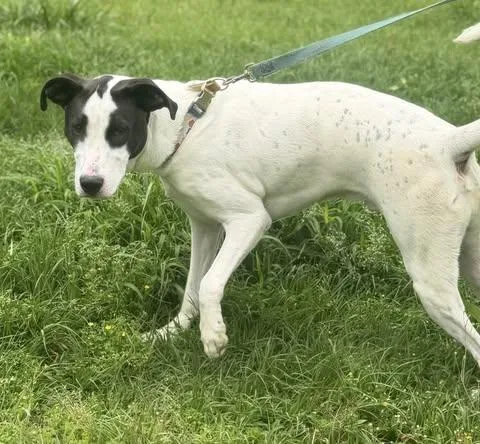 A young large-sized male Great Dane dog named Cooper for adoption in Calera, AL