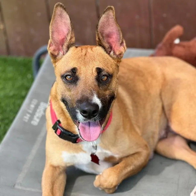 An adult large-sized female Shepherd dog named Chicago for adoption in San Diego, CA