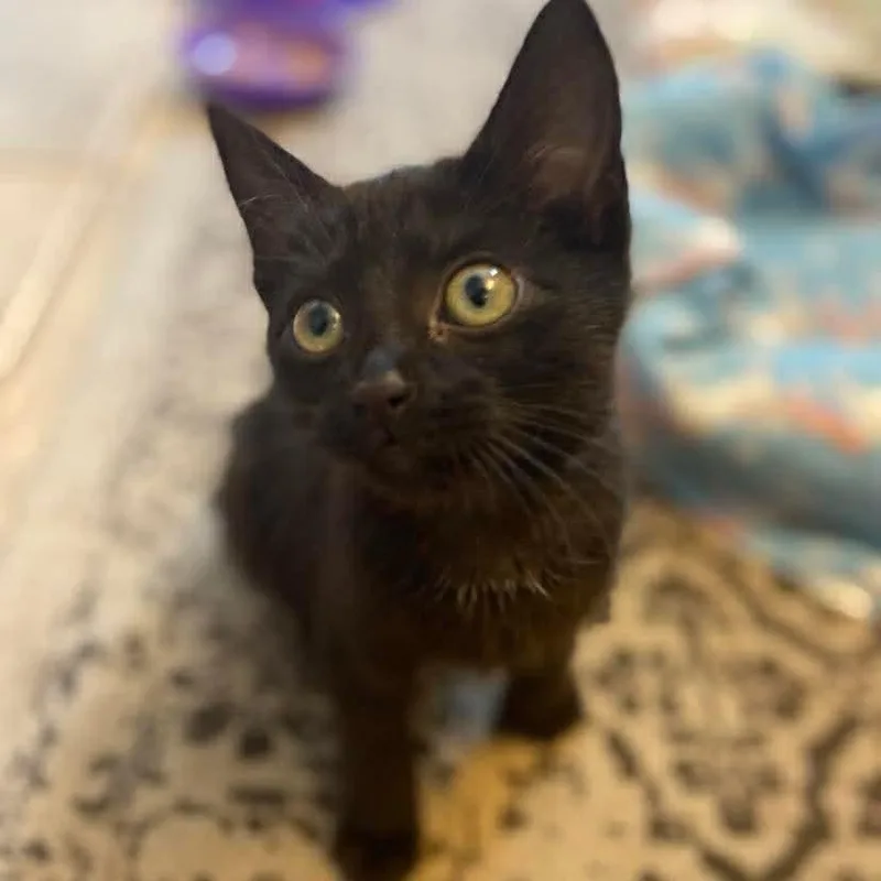 A baby medium-sized female Black Domestic Short Hair cat named Nani for adoption in Memphis, TN