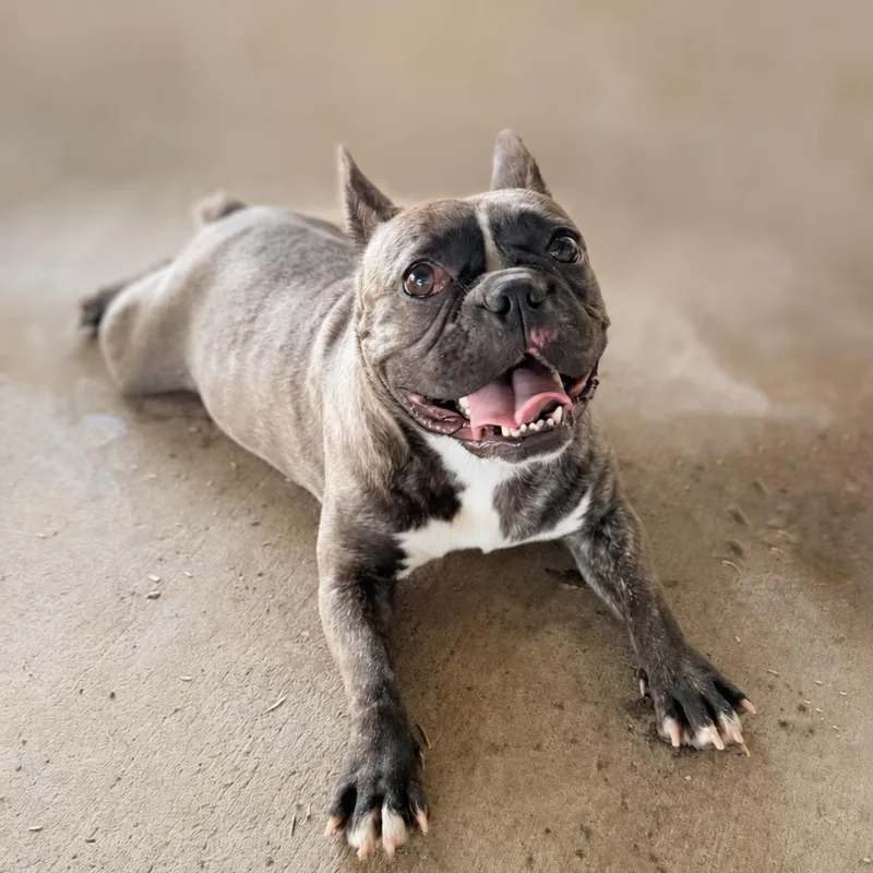 An adult medium-sized female Brindle French Bulldog dog named Winnie for adoption in Pilot Point, TX