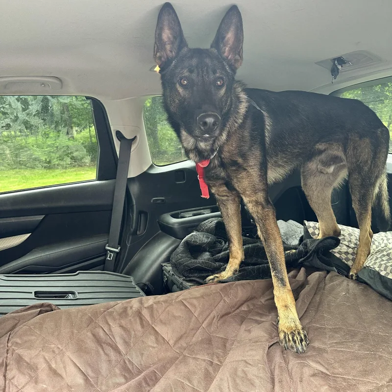 A young large-sized male Bicolor Belgian Shepherd / Malinois dog named Bogey for adoption in New Rochelle, NY