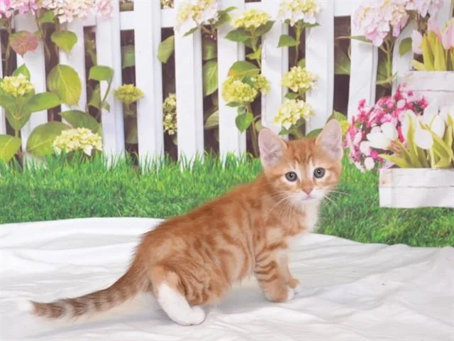 A baby small-sized male Domestic Short Hair cat named Suede for adoption in Oroville, CA