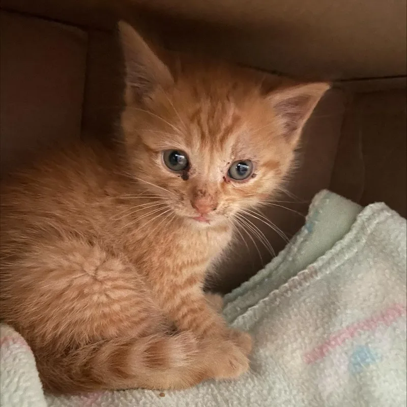 A baby small-sized female Orange / Red Domestic Short Hair cat named Santos FKA Peach for adoption in Philadelphia, PA