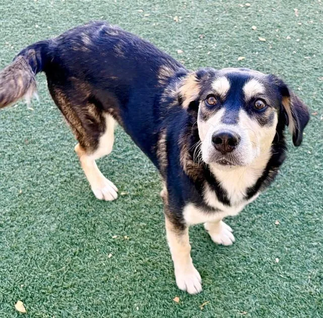 A young large-sized female German Shepherd Dog dog named Katie for adoption in Salinas, CA