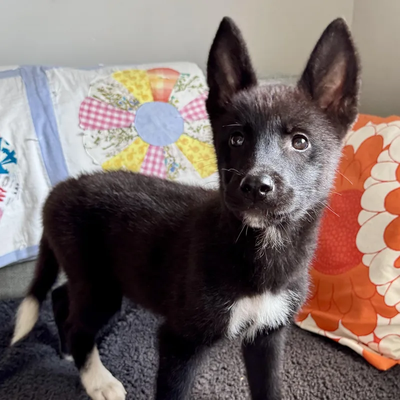 A baby large-sized female Bicolor Husky dog named Parton for adoption in Richmond, VA