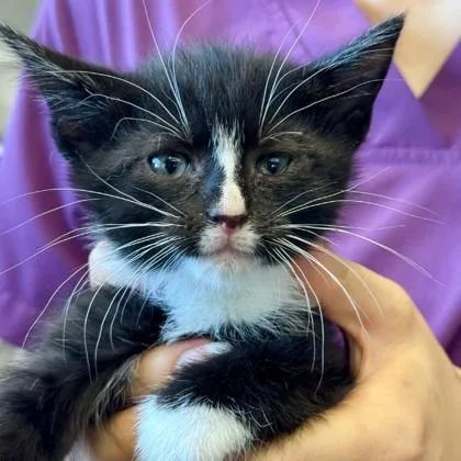 A baby small-sized male Domestic Short Hair cat named Globe for adoption in Cincinnati, OH