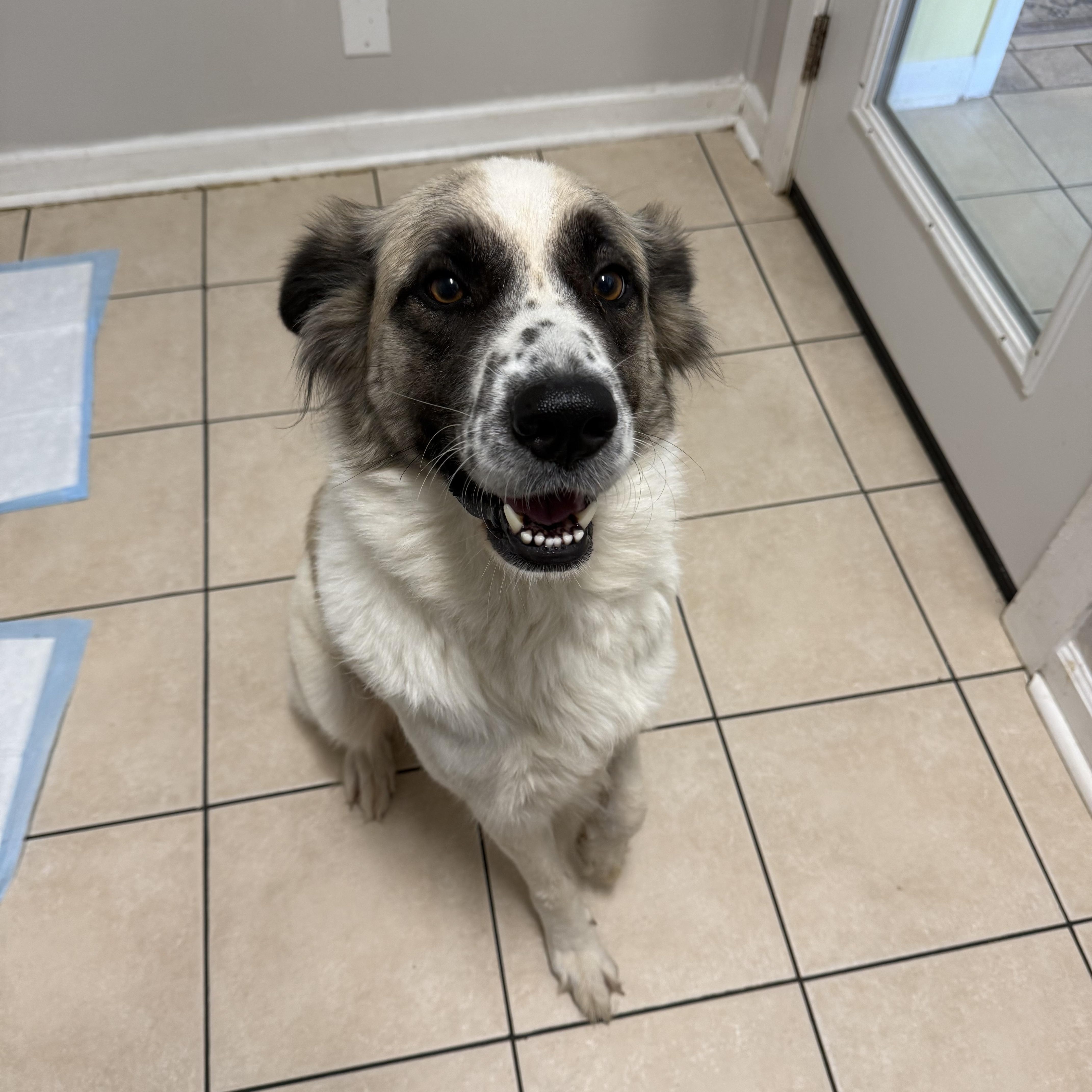A young large-sized female White / Cream Anatolian Shepherd dog named Bella for adoption in Hendersonville, TN