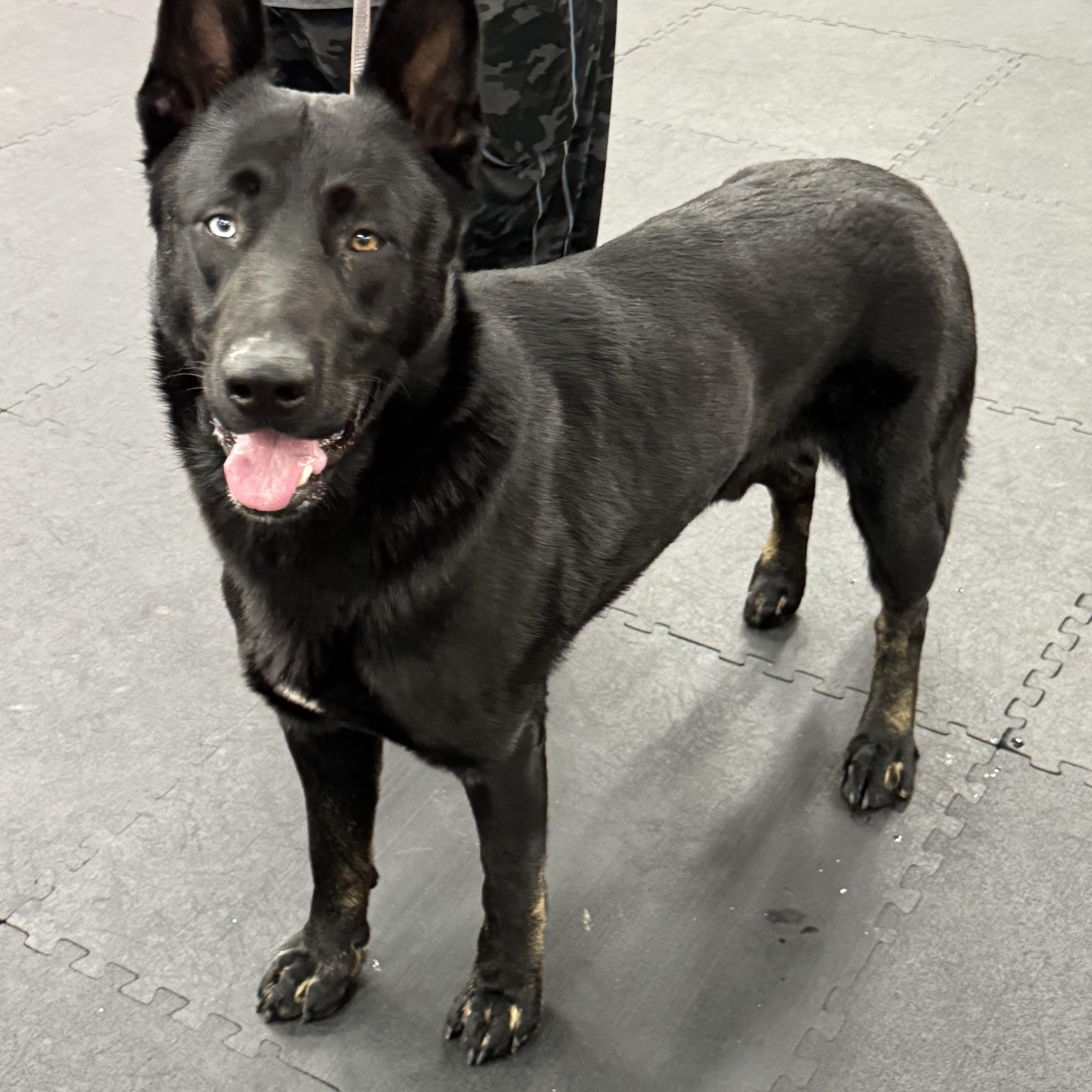 A senior large-sized male Black German Shepherd Dog dog named Thore for adoption in North Bend, OR