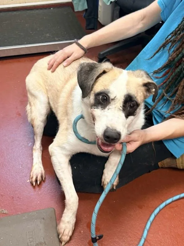 An adult large-sized male Shepherd dog named Maddox for adoption in Salisbury, MD