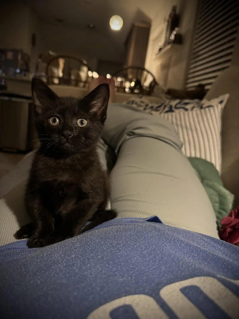 A baby medium-sized male Black Domestic Short Hair cat named Milton Dub for adoption in Rosenberg, TX