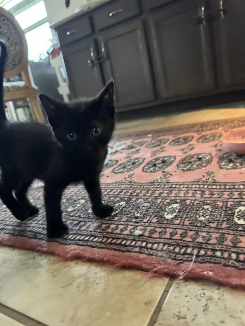 Milton Dub thumbnail 2