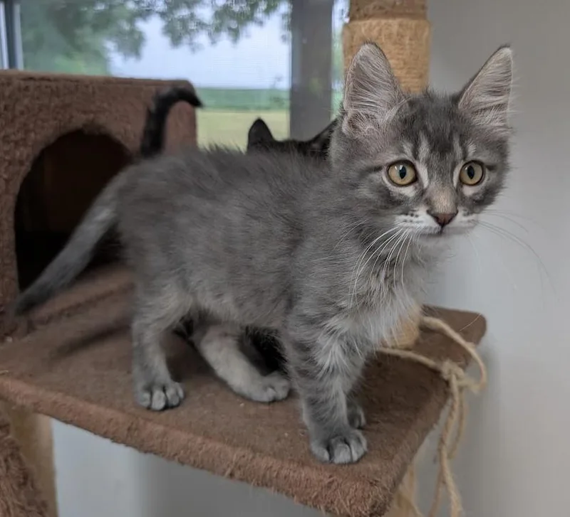 A baby medium-sized female Domestic Short Hair cat named Ziggy for adoption in Carthage, IL