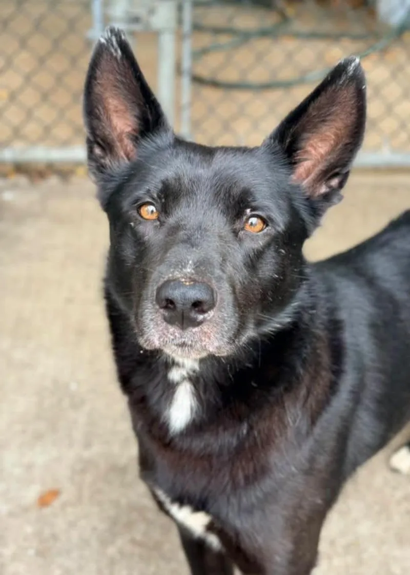 An adult medium-sized male Black Labrador Retriever dog named Americano for adoption in Chicago, IL