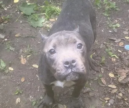 An adult large-sized male Mixed Breed dog named Rosie for adoption in West Chester, PA