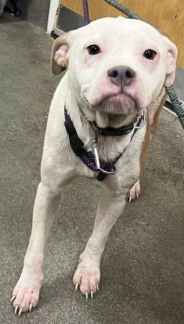 A young medium-sized female Terrier dog named Rice Crispy for adoption in Upper Marlboro, MD
