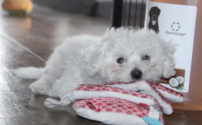 A young small-sized female White / Cream Bichon Frise dog named Snowflake for adoption in Neosho, MO
