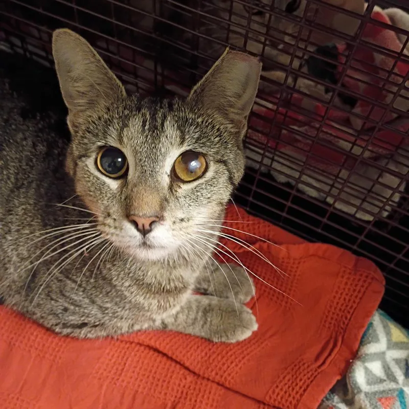 A young medium-sized female Domestic Short Hair cat named Bree for adoption in Chicago, IL