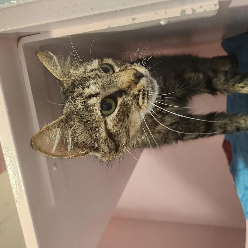 A young medium-sized female Domestic Short Hair cat named Carol for adoption in Charleston, SC