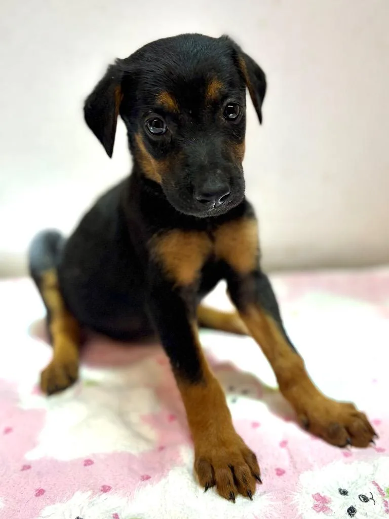A baby large-sized male Shepherd dog named Makai for adoption in Lockhart, TX