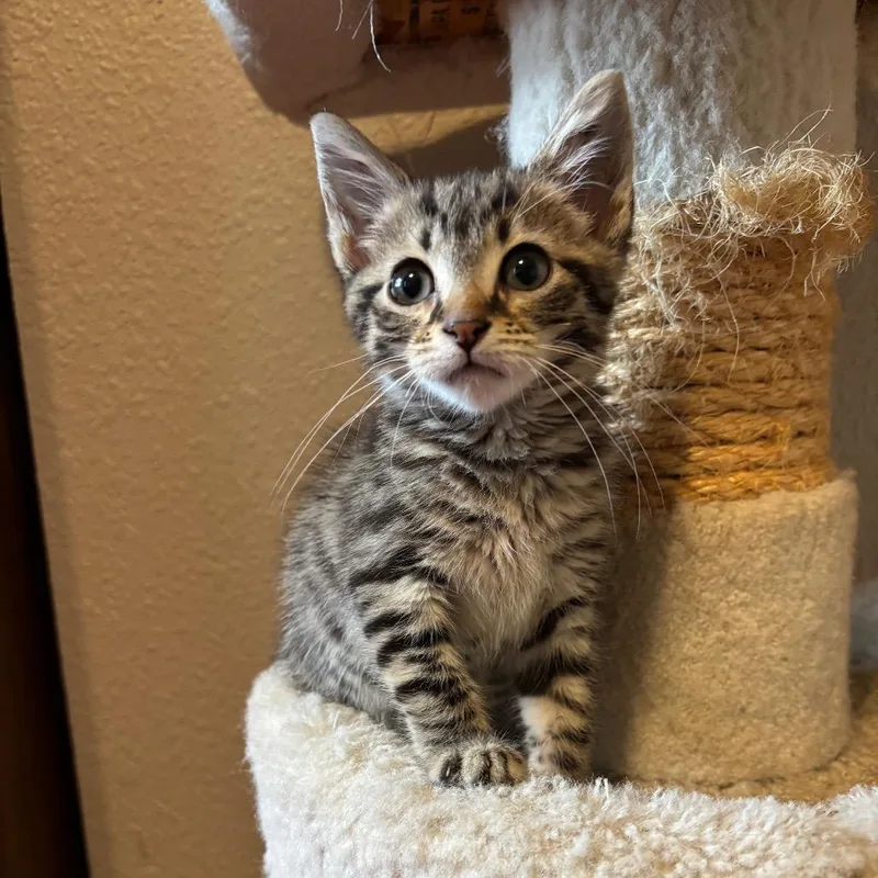 A baby small-sized female Brown / Chocolate Domestic Short Hair cat named Ramona for adoption in Columbia, MO