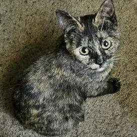 A young small-sized female Tortoiseshell Domestic Short Hair cat named Amber C for adoption in Princeton, MN
