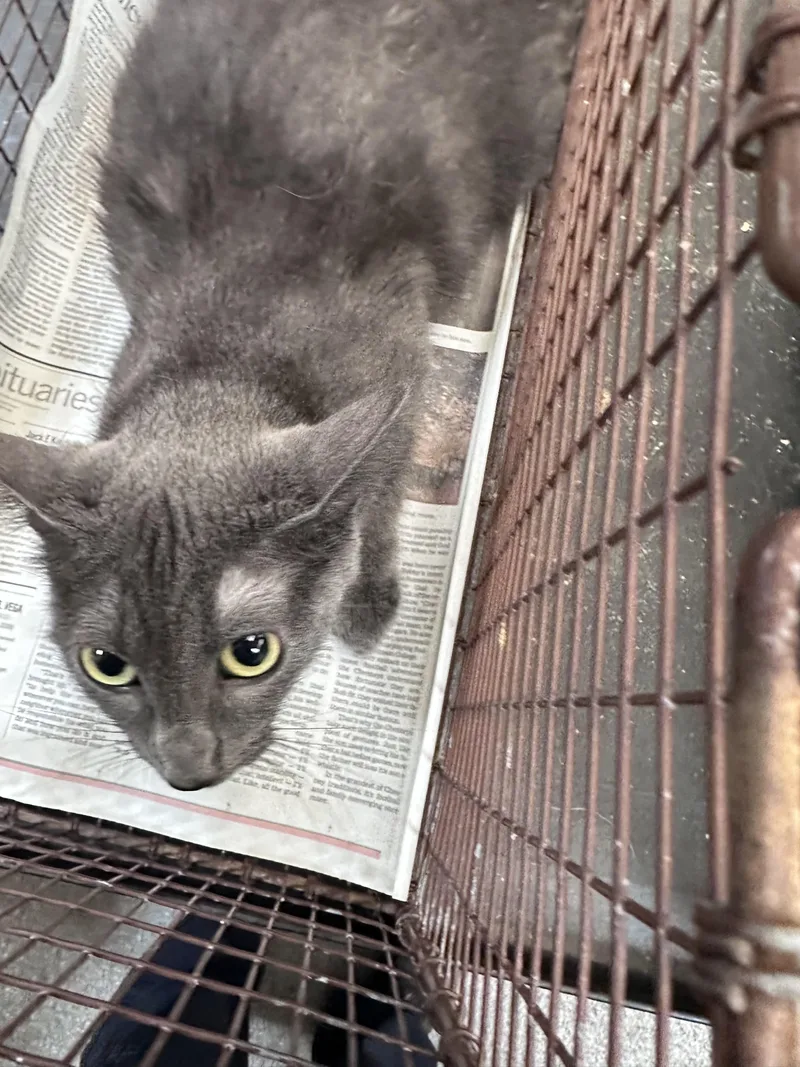 An adult medium-sized female Domestic Short Hair cat named Shark for adoption in Los Angeles, CA