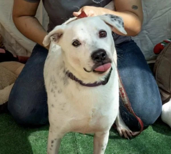 An adult medium-sized male Dalmatian dog named Balboa for adoption in Atlantic City, NJ