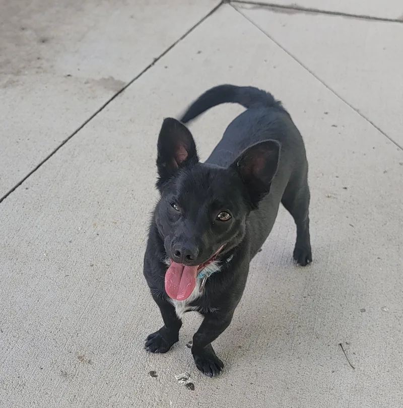 A young small-sized male Black Chihuahua dog named Stanley for adoption in Pueblo, CO