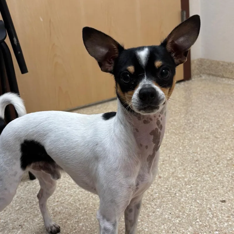 A young small-sized male Chihuahua dog named Cowboy for adoption in Reno, NV