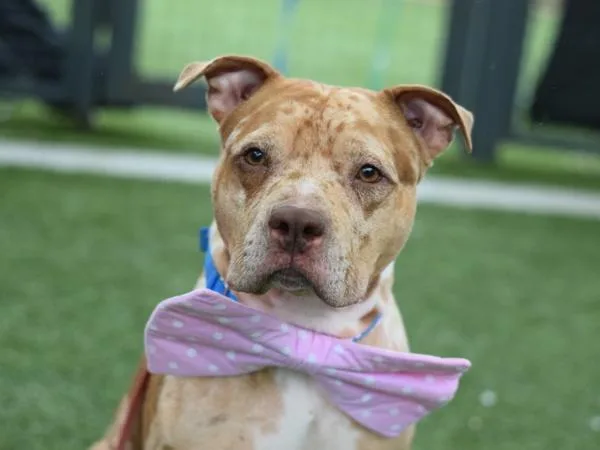 An adult medium-sized male Mixed Breed dog named Marbles for adoption in Ridgewood, NY
