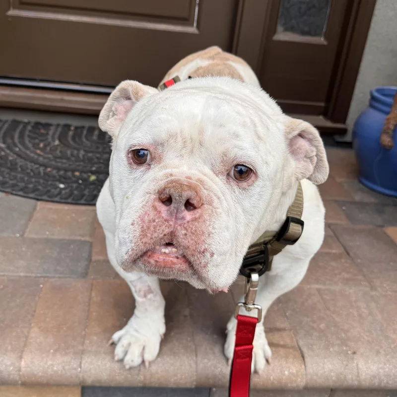 A senior medium-sized male American Bulldog dog named Charlie Chapo for adoption in Santa Clara, CA