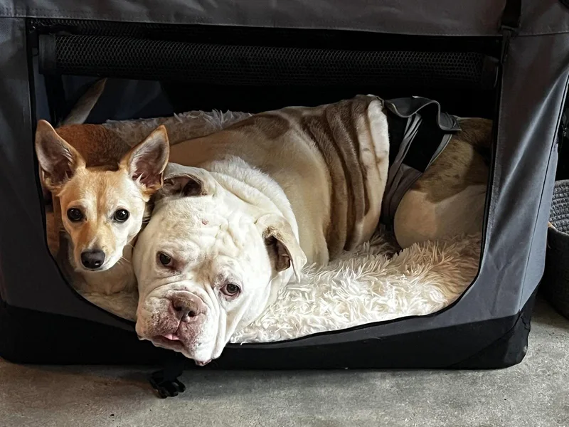 Charlie Chapo thumbnail 2