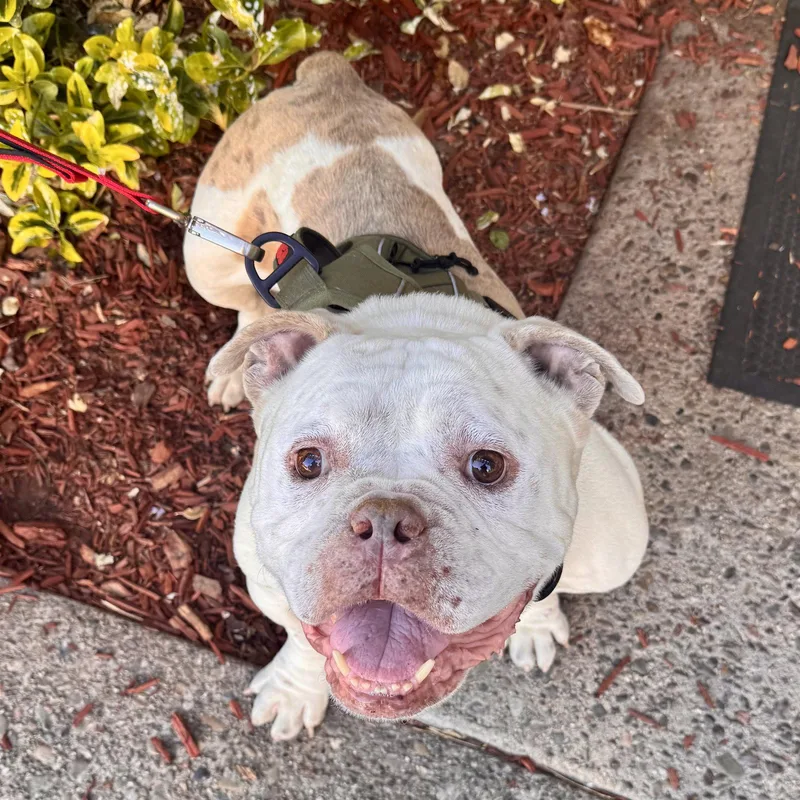 Charlie Chapo thumbnail 3