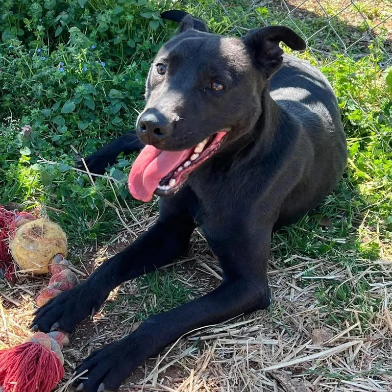 An adult medium-sized male Black Mixed Breed dog named Ollie for adoption in Vassalboro, ME