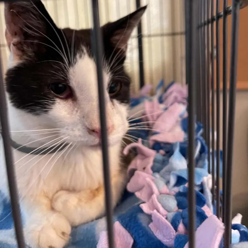 An adult medium-sized male Black Domestic Short Hair cat named Cuddles C for adoption in Princeton, MN