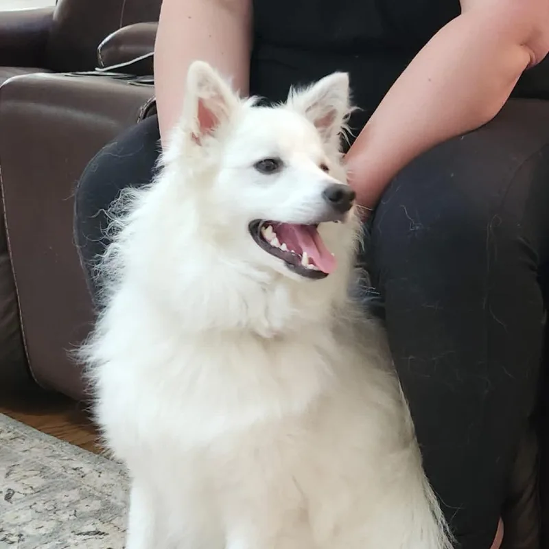 An adult medium-sized male American Eskimo Dog dog named Kumo for adoption in Peculiar, MO