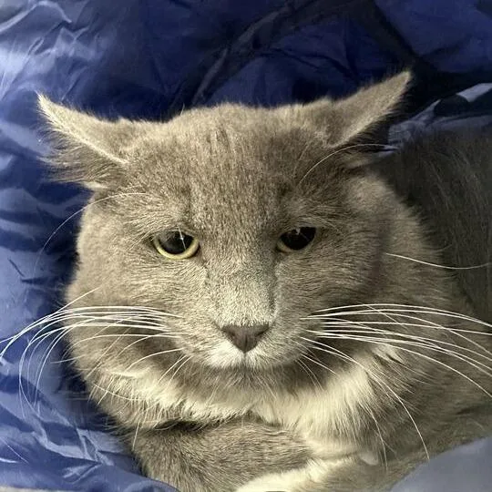 A young medium-sized male Gray / Blue / Silver Domestic Short Hair cat named Rocket for adoption in Davenport, IA