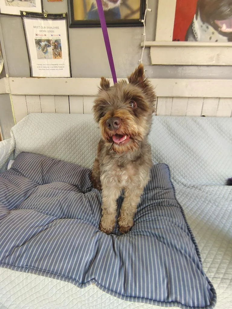 An adult small-sized female Schnauzer dog named Sheba for adoption in Fort Worth, TX