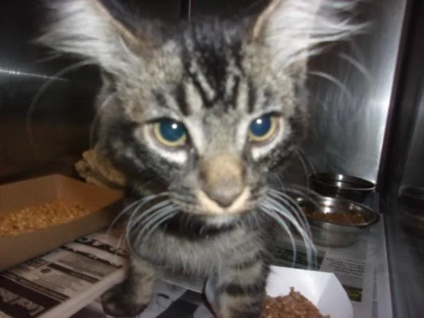 A baby medium-sized male Domestic Medium Hair cat named Mko for adoption in Van Nuys, CA