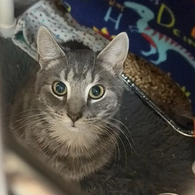 An adult medium-sized male Gray / Blue / Silver Domestic Short Hair cat named Charlie for adoption in Charlottesville, VA