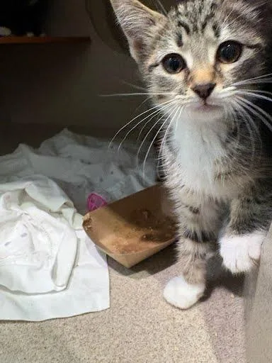 A baby medium-sized female Domestic Short Hair cat named Harp for adoption in Washington, DC