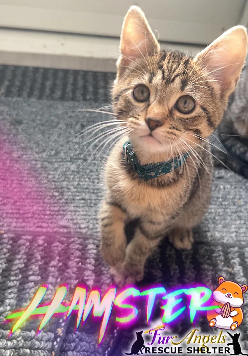 A baby medium-sized female Brown / Chocolate Domestic Short Hair cat named Hamster for adoption in Toledo, OH