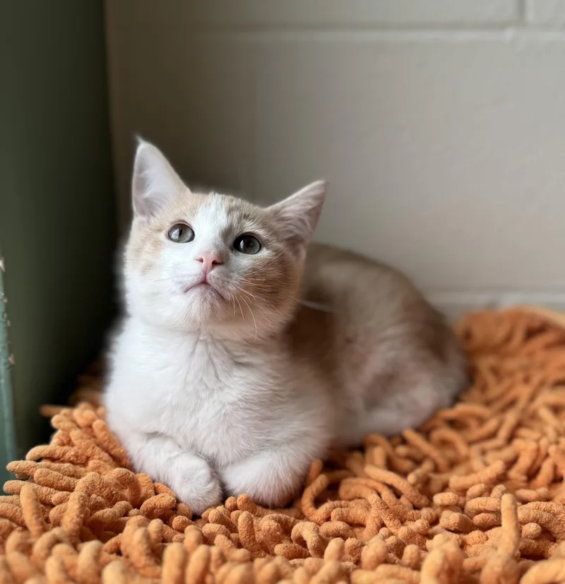 A baby medium-sized male White Domestic Short Hair cat named Benadryl for adoption in Eagle, CO