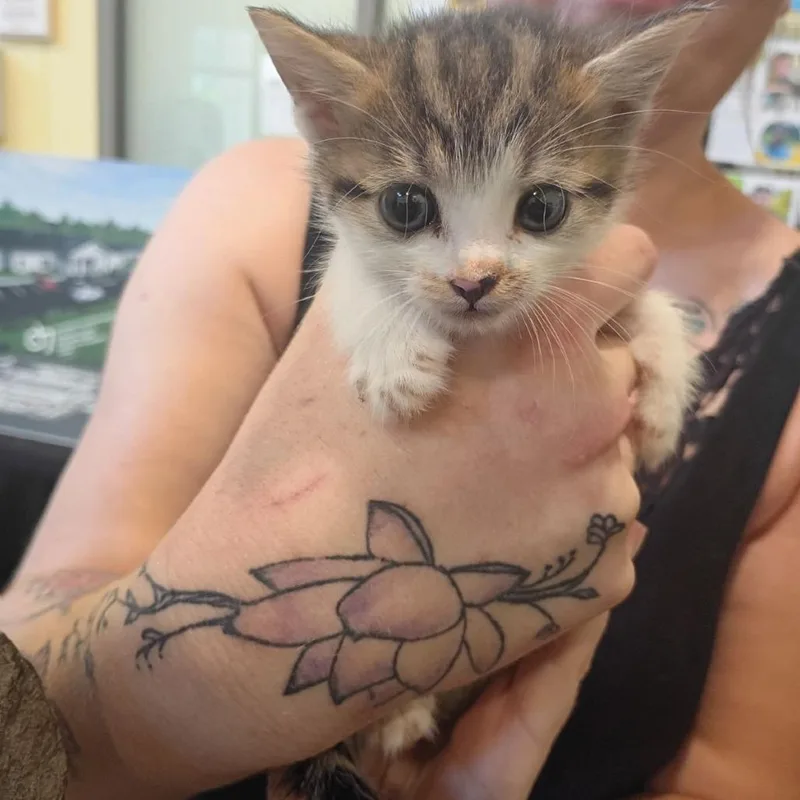 A baby small-sized female White Domestic Short Hair cat named Lucy Liu for adoption in Lynchburg, VA