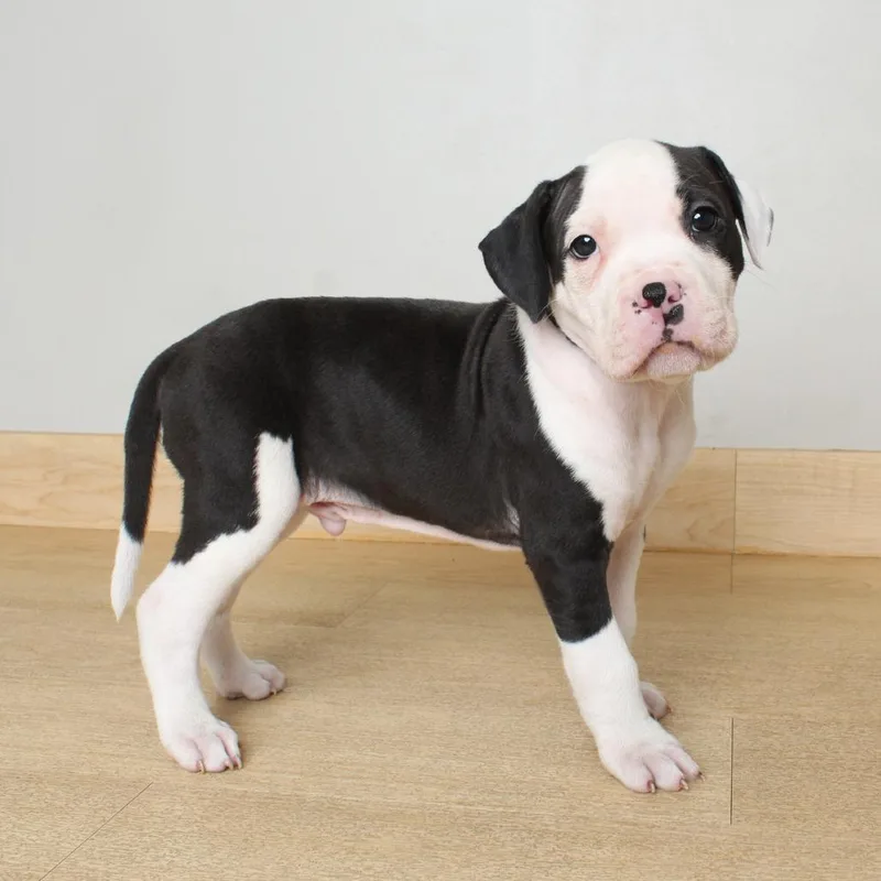 A baby medium-sized male Black Pit Bull Terrier dog named Brine D for adoption in Minnetonka, MN