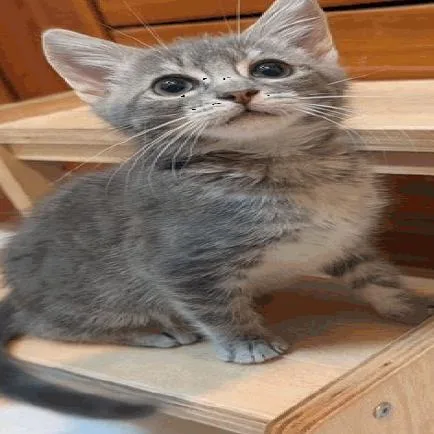 A baby small-sized female Gray / Blue / Silver Domestic Medium Hair cat named Anabelle for adoption in Buellton, CA