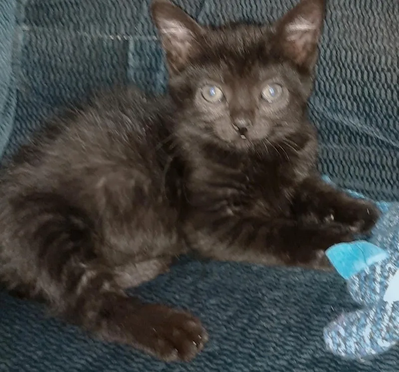 A baby small-sized male Black Domestic Short Hair cat named Felix  A BOTTLE for adoption in Randolph, NJ